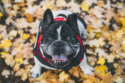 Top view of a french bulldog among the leaves in autumn