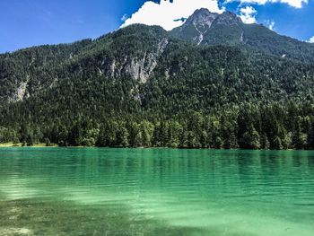 Scenic view of lake in forest