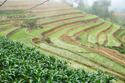 Scenic view of agricultural field