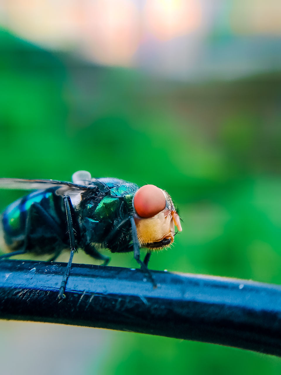 CLOSE-UP OF FLY ON RAILING