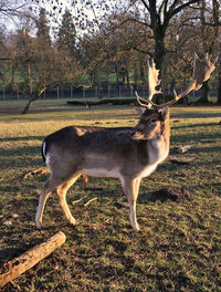 View of grass in field