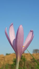 Close-up of purple flowering plant against clear blue sky