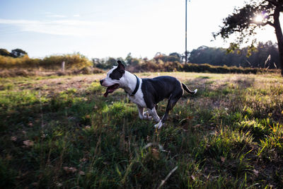 Dog running in a field