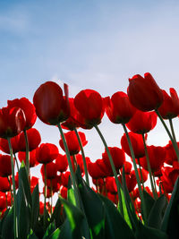 red