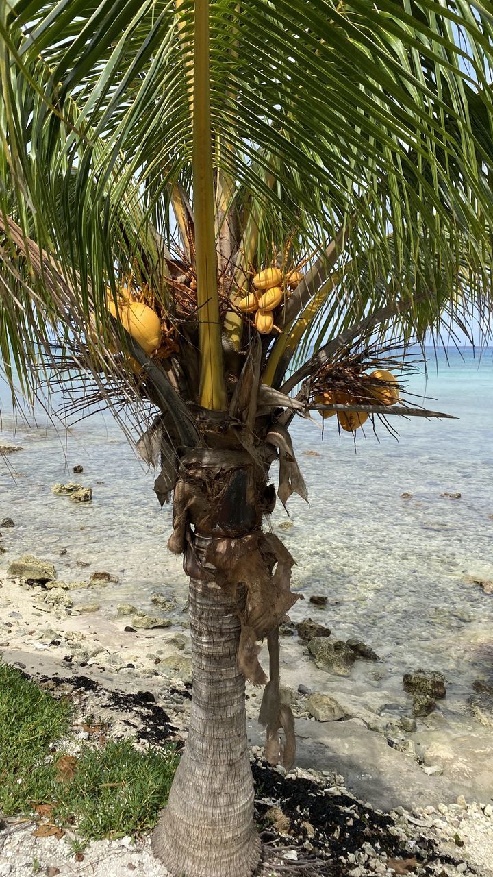 PALM TREES ON SHORE