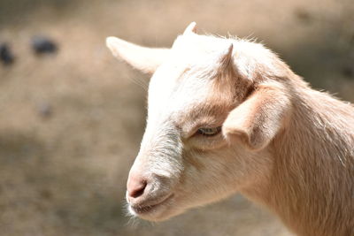 Close-up of a goat