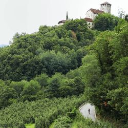 View of lush foliage
