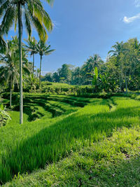 Scenic view of agricultural field against sky