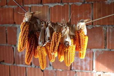 Close-up of dried hanging against wall