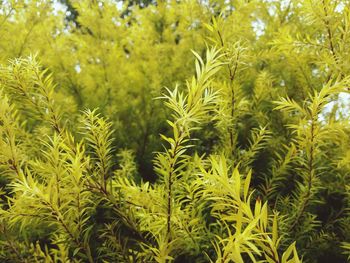 Close-up of plants