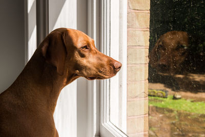 Close-up of vizsla looking towards window at home