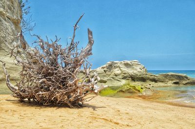 Driftwood on beach against clear blue sky