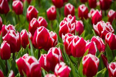 Close-up of red tulips