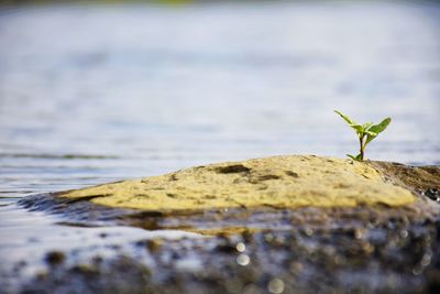 Close-up of insect on water