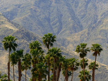 Scenic view of palm trees on landscape