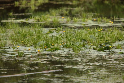 Lotus water lily in lake