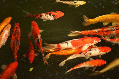 Carp fish or koi fish swimming in the pond, cyprinus carpio haematopterus