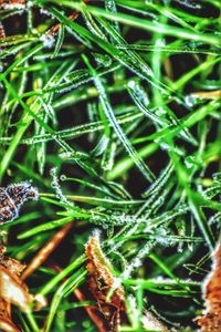 Close-up of water drops on spider web