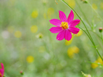 Close-up of pink cosmos flower