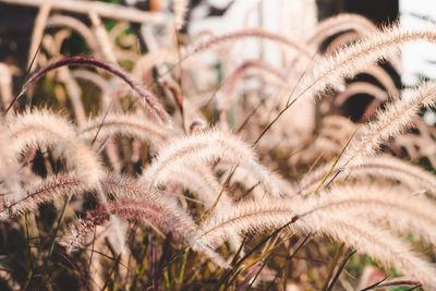 Close-up of dried plant on field