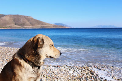 Close-up of dog on beach against clear sky