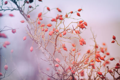 Low angle view of cherry tree against sky