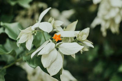 Close-up of insect on flowers