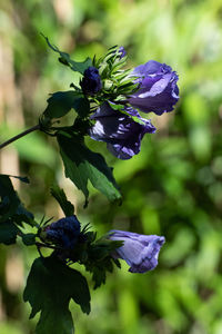 Close-up of purple flowering plant