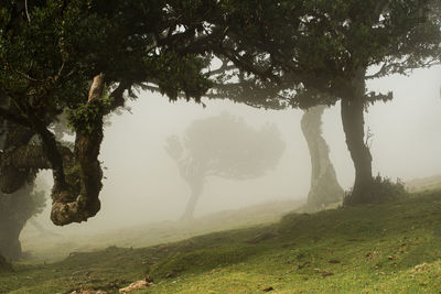 Fanal forest in madeira, portugal