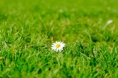 Close-up of white flowering plant on field