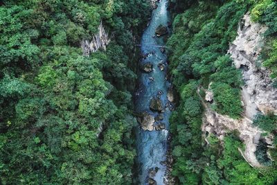 Scenic view of waterfall in forest