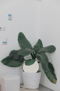 Close-up of potted plant on table at home