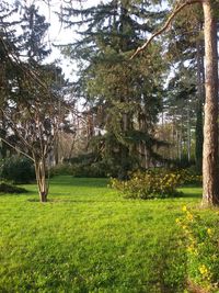 Trees on grassy field