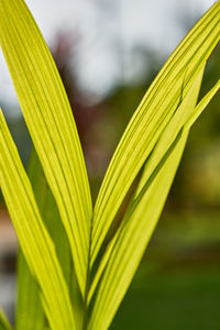 Close-up of green plant