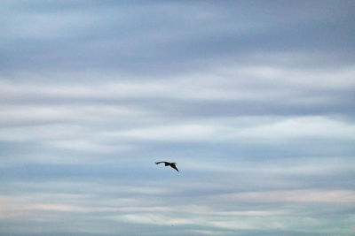 Low angle view of bird flying against sky