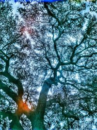 Low angle view of trees against sky