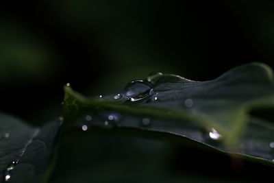 Close-up of water drops on leaf