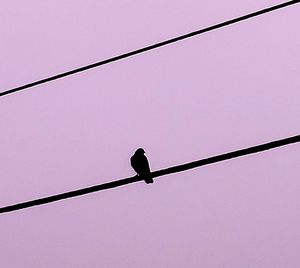 Low angle view of bird perching on cable against sky