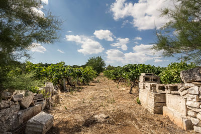 Old ruin building against sky