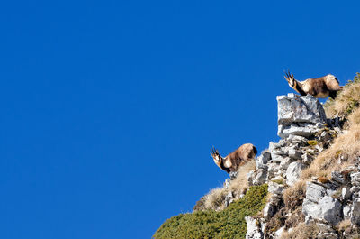 Low angle view of the chamois on rock against clear blue sky