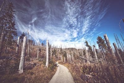 Panoramic shot of road along trees