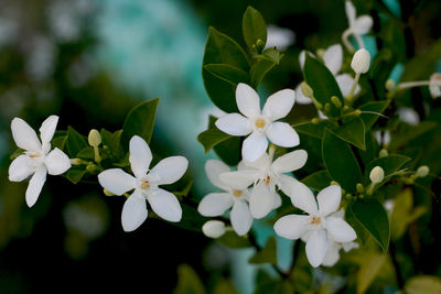 Close-up of white flowering plant