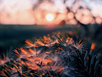 Close-up of dandelion against sky during sunset