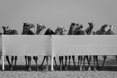 Group of camel against clear sky