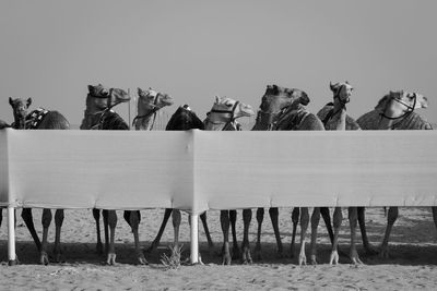 Chairs on beach against clear sky