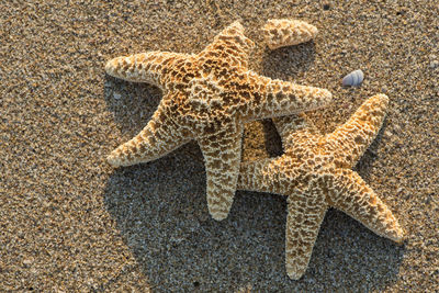 High angle view of lizard on sand