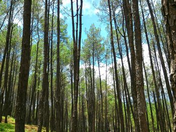Low angle view of trees in forest against sky