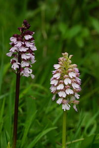 Close-up of pink flowering plant on field