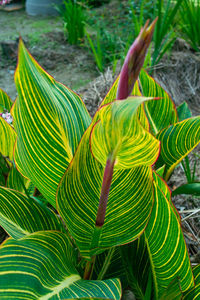 Close-up of green leaves on plant