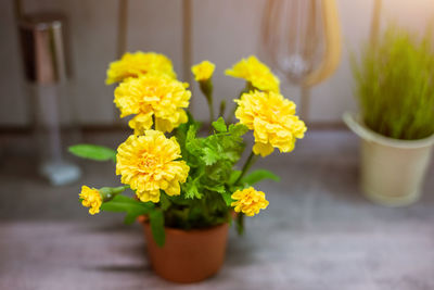 Close-up of yellow flowers in pot